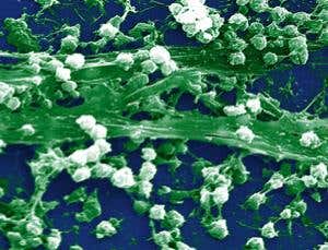 New Scientist. Science news and long reads from expert journalists, covering developments in science, technology, health and the environment on the website and the magazine.