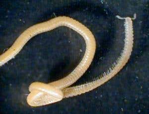 New Scientist. Science news and long reads from expert journalists, covering developments in science, technology, health and the environment on the website and the magazine.