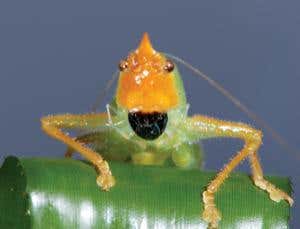 New Scientist. Science news and long reads from expert journalists, covering developments in science, technology, health and the environment on the website and the magazine.