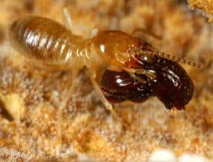 New Scientist. Science news and long reads from expert journalists, covering developments in science, technology, health and the environment on the website and the magazine.