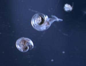 New Scientist. Science news and long reads from expert journalists, covering developments in science, technology, health and the environment on the website and the magazine.