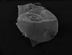 Microscopy image of a partly dissolved shell 