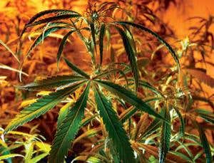 Cannabis legalisation launches living laboratory