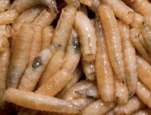 New Scientist. Science news and long reads from expert journalists, covering developments in science, technology, health and the environment on the website and the magazine.