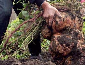 New Scientist. Science news and long reads from expert journalists, covering developments in science, technology, health and the environment on the website and the magazine.