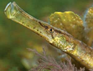 New Scientist. Science news and long reads from expert journalists, covering developments in science, technology, health and the environment on the website and the magazine.