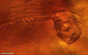 New Scientist. Science news and long reads from expert journalists, covering developments in science, technology, health and the environment on the website and the magazine.