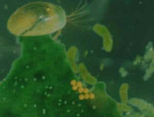 New Scientist. Science news and long reads from expert journalists, covering developments in science, technology, health and the environment on the website and the magazine.