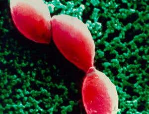 New Scientist. Science news and long reads from expert journalists, covering developments in science, technology, health and the environment on the website and the magazine.