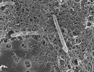 World's loneliest bug turns up in Death Valley