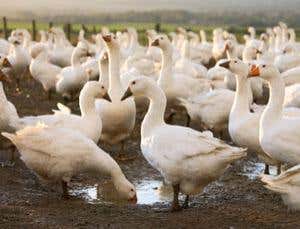 New Scientist. Science news and long reads from expert journalists, covering developments in science, technology, health and the environment on the website and the magazine.