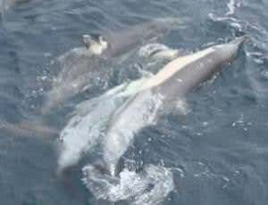 Dolphins form life raft to help dying friend
