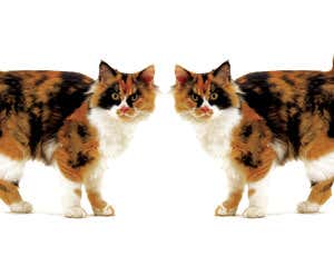 New Scientist. Science news and long reads from expert journalists, covering developments in science, technology, health and the environment on the website and the magazine.