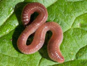 Earthworms roped into making quantum dots