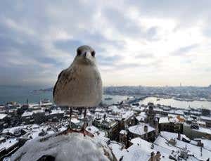 New Scientist. Science news and long reads from expert journalists, covering developments in science, technology, health and the environment on the website and the magazine.