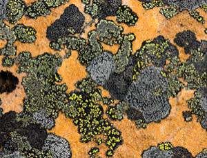 New Scientist. Science news and long reads from expert journalists, covering developments in science, technology, health and the environment on the website and the magazine.