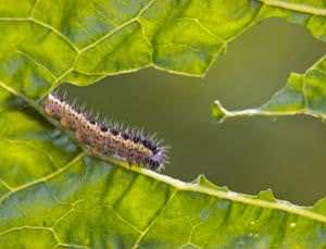 New Scientist. Science news and long reads from expert journalists, covering developments in science, technology, health and the environment on the website and the magazine.