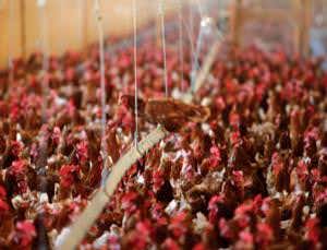 New Scientist. Science news and long reads from expert journalists, covering developments in science, technology, health and the environment on the website and the magazine.