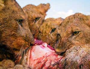 New Scientist. Science news and long reads from expert journalists, covering developments in science, technology, health and the environment on the website and the magazine.