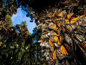 New Scientist. Science news and long reads from expert journalists, covering developments in science, technology, health and the environment on the website and the magazine.