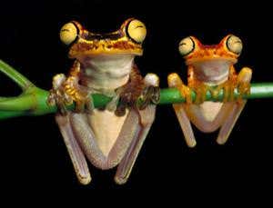 Withering heights: Why animals are shrinking