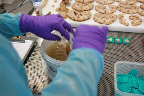 When samples have been taken, the brain is put in formaldehyde and later frozen for storage