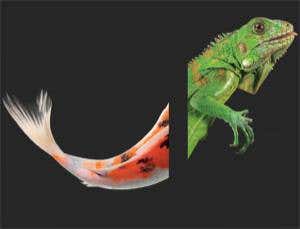 Evolution's detectives: Closing in on missing links