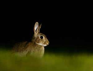 Bunnies implicated in the demise of Neanderthals