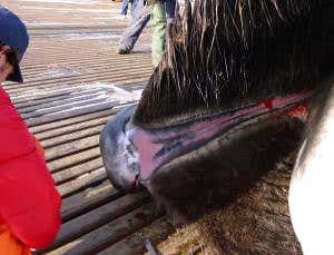 New Scientist. Science news and long reads from expert journalists, covering developments in science, technology, health and the environment on the website and the magazine.