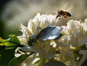 Plants lace their nectar with drugs to make bees return