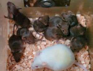 New Scientist. Science news and long reads from expert journalists, covering developments in science, technology, health and the environment on the website and the magazine.