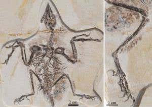 Four wings bad, two wings better – for early birds