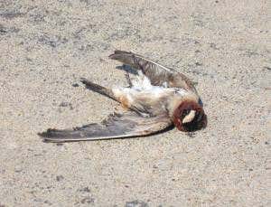 Birds evolve shorter wings to survive on roads