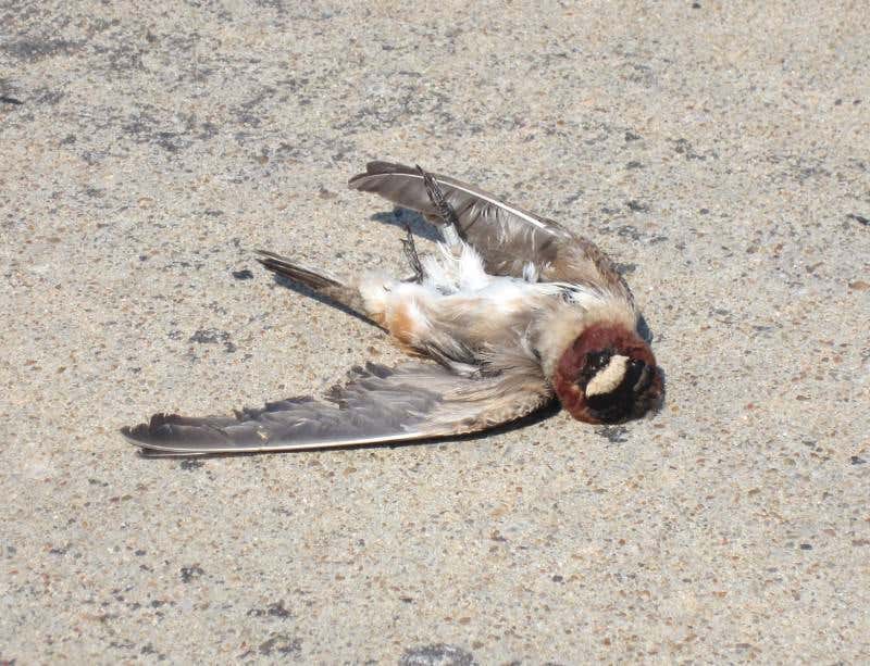 New Scientist. Science news and long reads from expert journalists, covering developments in science, technology, health and the environment on the website and the magazine.