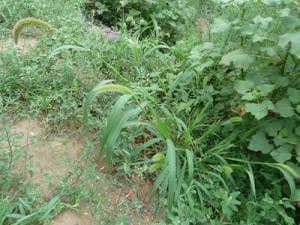 Farming has deep roots in Chinese ice age