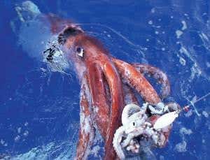 World's giant squid are one big happy family