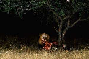 Zoologger: The changing face of the lion