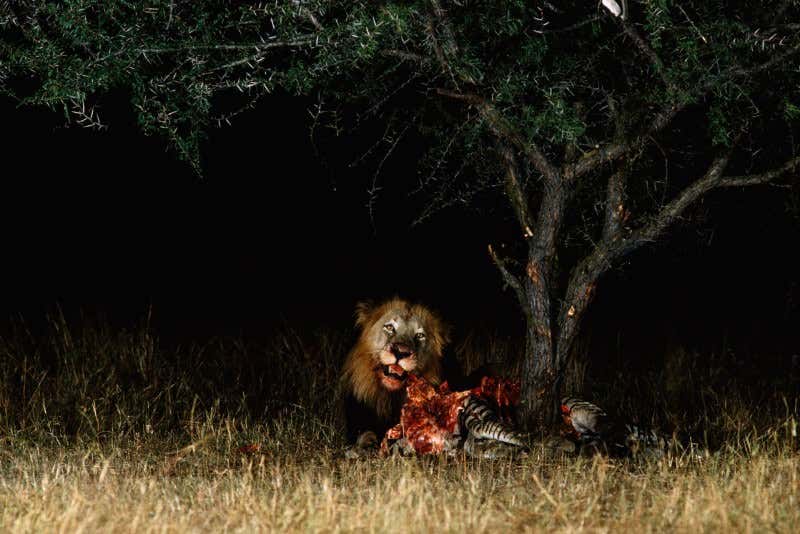 New Scientist. Science news and long reads from expert journalists, covering developments in science, technology, health and the environment on the website and the magazine.