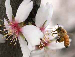 Bees to have their day in court over insecticide use