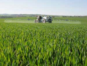 Master gene helps weeds defy all weedkillers