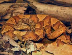 Clone alone: Who needs sex?