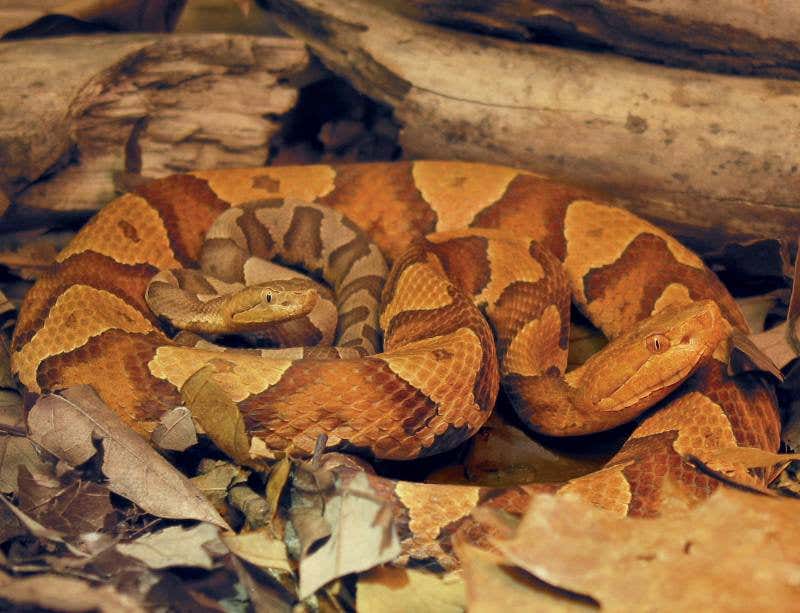 New Scientist. Science news and long reads from expert journalists, covering developments in science, technology, health and the environment on the website and the magazine.