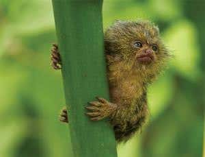 Tiny monkey teeth suggest Flores hobbit was a dwarf