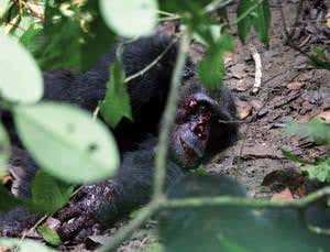 Gang of chimpanzees kills their alpha male