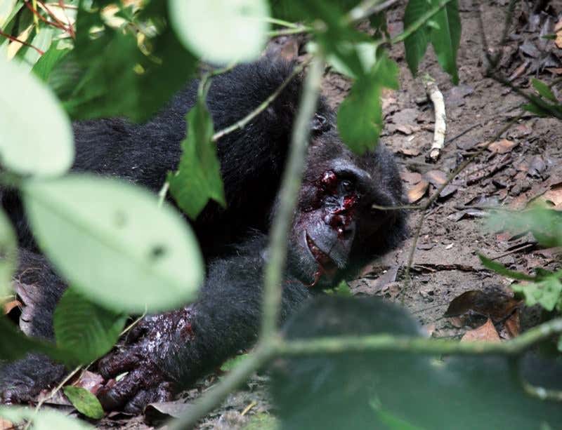 New Scientist. Science news and long reads from expert journalists, covering developments in science, technology, health and the environment on the website and the magazine.