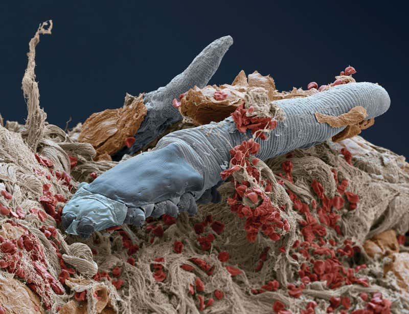 New Scientist. Science news and long reads from expert journalists, covering developments in science, technology, health and the environment on the website and the magazine.