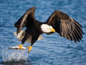 Clawed drone grabs prey on the fly just like an eagle