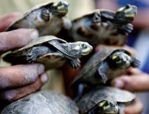 Tender turtles: Their mums do care after all