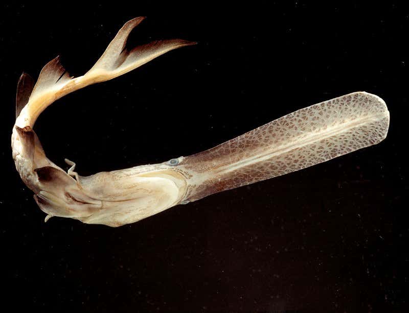 New Scientist. Science news and long reads from expert journalists, covering developments in science, technology, health and the environment on the website and the magazine.