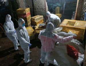 New flu strain's genes probed as China culls poultry